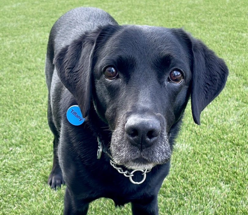 Image of my dog Tiffany, black labrador retriever. She is staring straight at the camera while on grassy land. She sports white whiskers and a blue name tag.